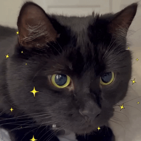 Un chat réfléchit autour des étoiles.