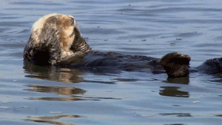 Sea Otters Ocean GIF - Find & Share on GIPHY
