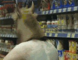 giphy.gif