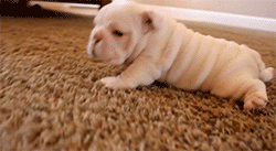 https://media.giphy.com/media/76c4IiQ5aMwkE/giphy.gif