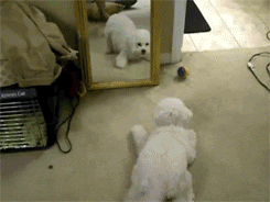 perrito alocado viéndose en el espejo