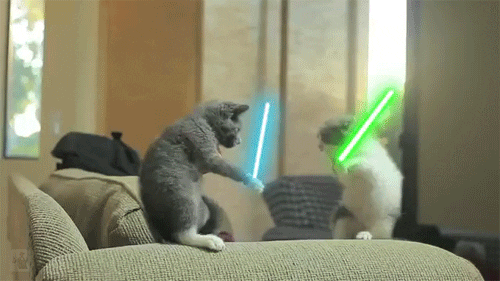 cats fight sword