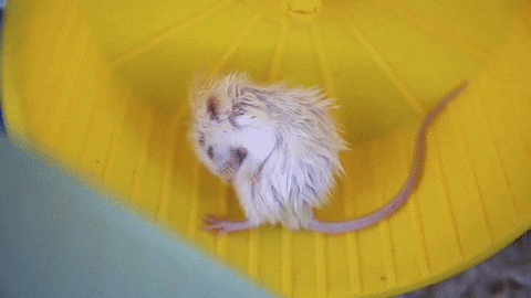 httpsmediagiphycommedia7F3JGHeyRrQFagiphygif