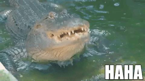 Laugh Alligator GIF by VISIT FLORIDA - Find & Share on GIPHY