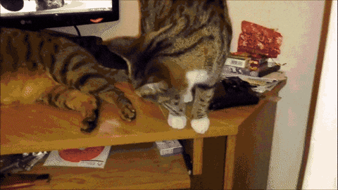 Licky Cat GIFs - Find & Share on GIPHY