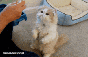 Cat Eating GIF - Find & Share on GIPHY