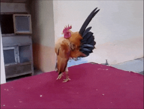 Rooster GIF - Find & Share on GIPHY