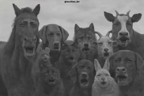 Shocked Animals