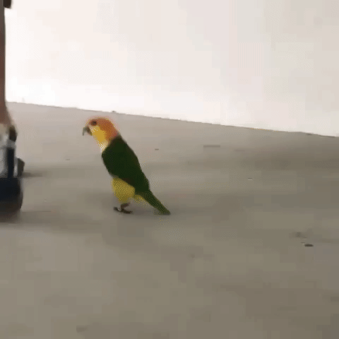 小鳥跳踢踢踏舞
