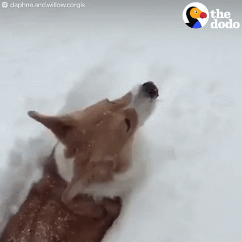 Snow Corgi GIF by The Dodo - Find & Share on GIPHY