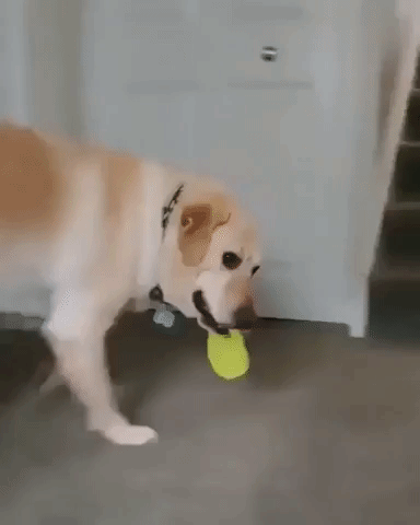 Oh Boy Dog GIF - Find & Share on GIPHY
