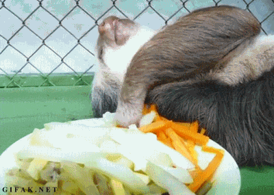 Sloth eating slowly GIF