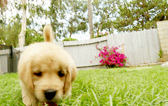 Puppy Walking GIF - Find & Share on GIPHY