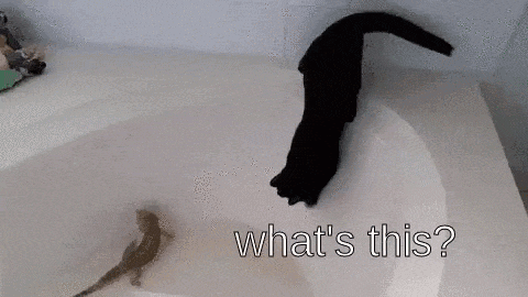 Cat Water GIF - Find & Share on GIPHY