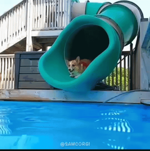 cão super-herói pulando na piscina