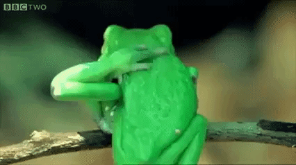 Flexible frog in animals gifs