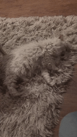 Cat rug in cat gifs
