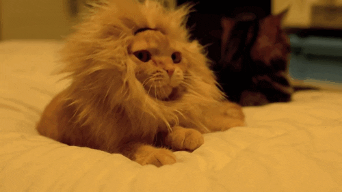 cat lion cat gif silly kitty lion gif