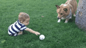 animais para crianças- criança brincando com cachorro