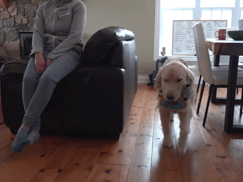 dillon golden retriever