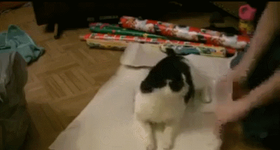 Animated GIF  - Find & Share on GIPHY