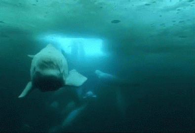 Beluga Whales GIFs - Find &amp; Share on GIPHY