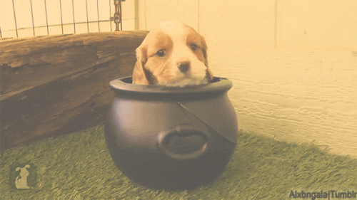 Cavalier King Charles Spaniel Dog GIF
