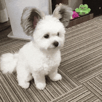 White Pupper with Large Ears Wanna Play Fetch Ball Cute Dog