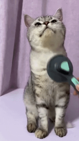 Video of cat being groomed and pampered using a Fur Friend brush.