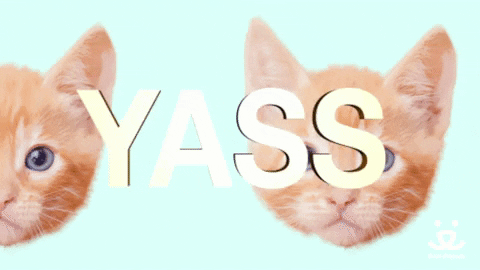 Cat Yes GIF by Best Friends Animal Society