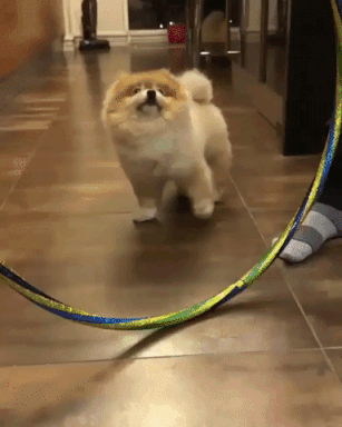 Fluffy Puppy Doesn't Want Tricks, Just Treats Funny Cute