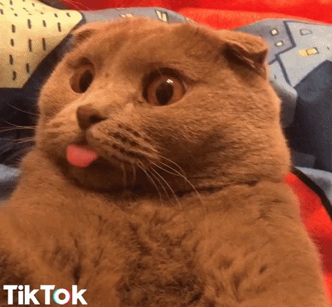 Cat Tongue GIFs - Find & Share on GIPHY