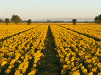 POV: молода держава робить перші кроки. Усе доводиться будувати з нуля 🌱