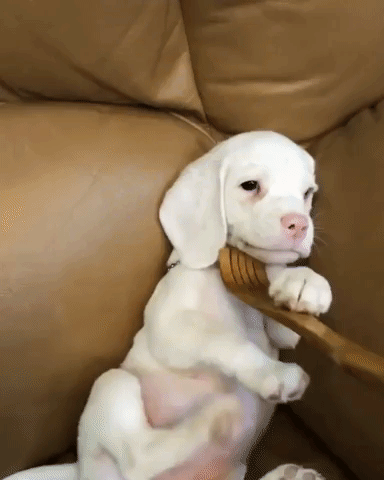 животных чешут, животные когда их чешут, животные любят когда чешут