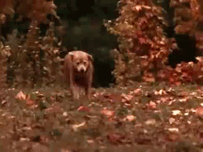 Homeward Bound Film GIF - Find & Share on GIPHY
