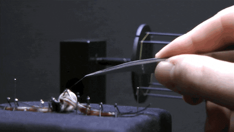 flic flac spider gif flic flac spider gif