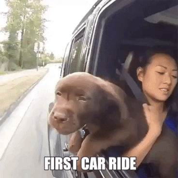 First Ride Of Dog in animals gifs