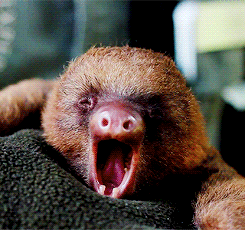 Baby sloth yawn