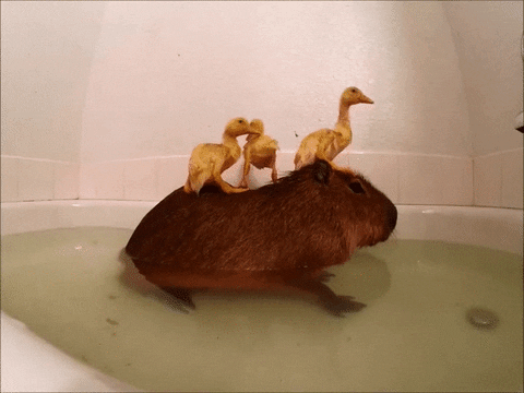 rubber capybara duckies joejoe