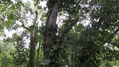 macaco-prego jardim botânico