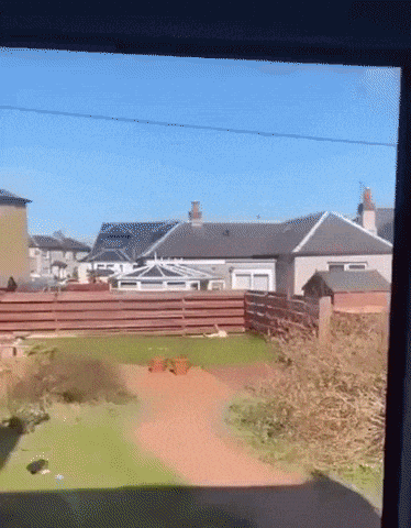 Best type of neighbour in dog gifs