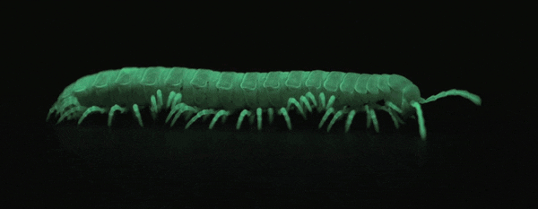 Image result for millipede GIF