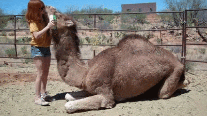 12 camels were disqualified from a beauty contest for taking botox 3
