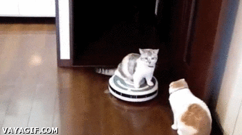 Amazing GIF - Find & Share on GIPHY