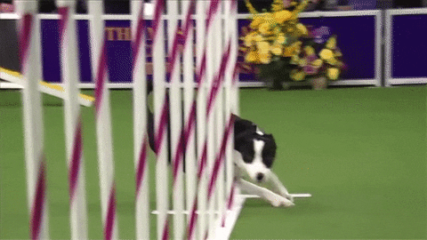 Black and white dog doing an agility drill through red and white poles.