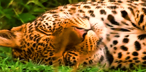 Eyes Leopard GIF - Find & Share on GIPHY