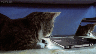 Watching Lil Bub GIF - Find & Share on GIPHY