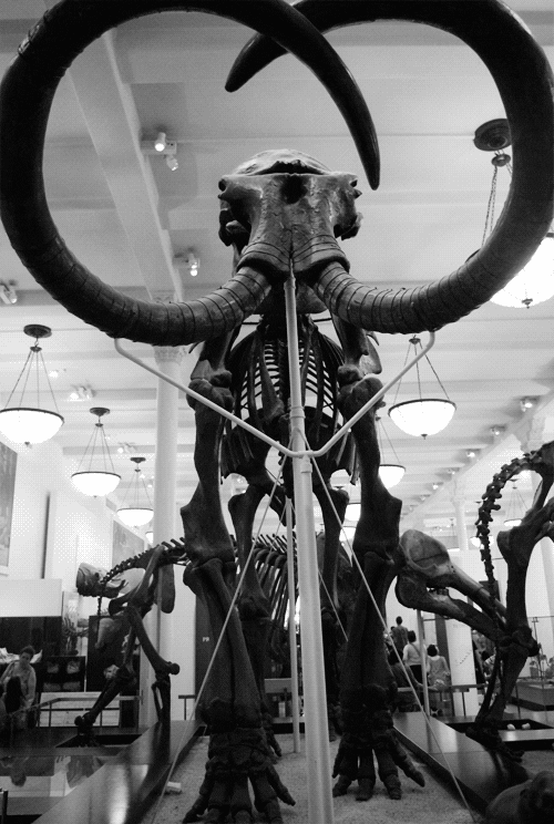 natural history museum bones