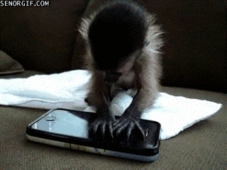 Monkey using iphone