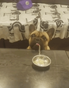 Dog Eating GIF